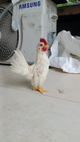 Nam gà kiểng Q12
