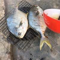 gà con