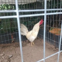 Đồng Tiền Hai Mặt