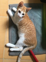 Lê Quốc Cường