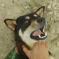 Hùngg