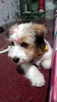 mỹ vy