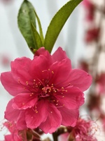 Tuấn
