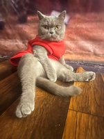 Minh Minh