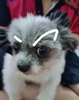 Thái Dương