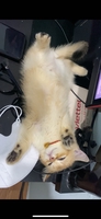 IT Technican