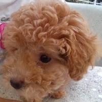 Tuyền chu