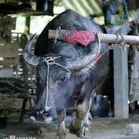 Khánh Vy Đỗ