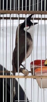 Tân