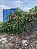 NGUYỄN NGỌC TẤN