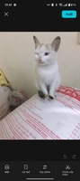 Kiên
