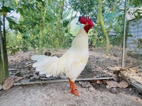 Tài Gà