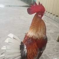 ko hứa hẹn 