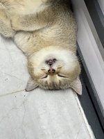 Sin Nguyễn