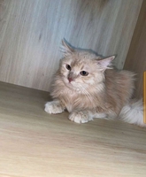 Trịnh Ngọc Hiếu