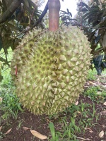 Anh tuấn Võ