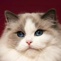 Catcake
