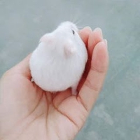 MeoMeo