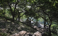 Nguyen