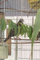 Thế Hiển