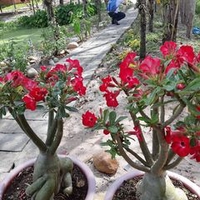 VÕ THỊ MƯỜI