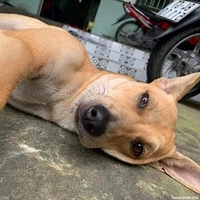 Lê Đức Anh Tuấn