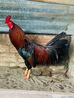 Nam Trần