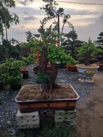 Cây cảnh bonsai 