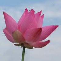 Xuân Nguyễn