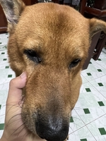 Đỗ Phúc