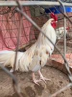 Đăng Bến Tre 
