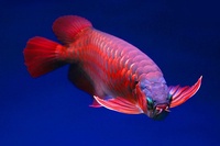 Phạm Tuấn Sơn