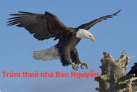 SIÊU THỊ NHÀ THUÊ QUẬN BÌNH TÂN  TÂN PHÚ