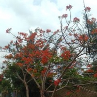 Lê Tuấn Hưng