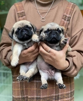 THIỆN NHÂN PETSHOP