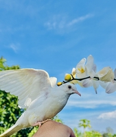 tuấn khải