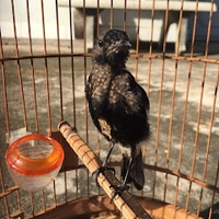 Chích Choè Đất Channel