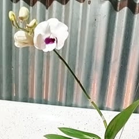 Sơn Giang