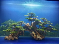 Thủy Sinh Đại Lâm Mộc