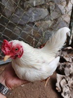 a nì