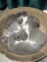 Nguyễn Thị Thanh Thảo 