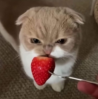 mèo đáng yêu