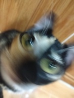 N