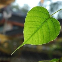 CAO VAN HIEP