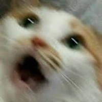 Pp