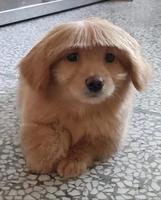 Lulu