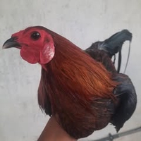 Lê Hữu Tài