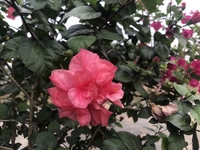 Phúc Như Long