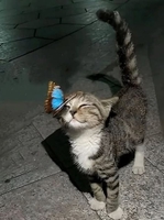 Tuyết Trần