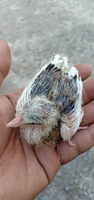 Cu Gáy Bình Dương